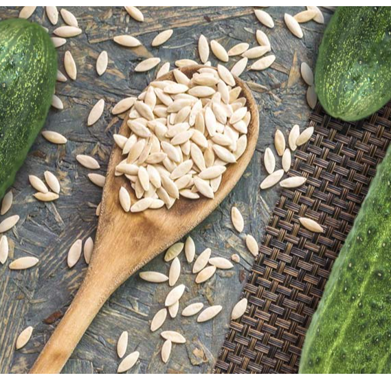 CUCUMBER SEEDS exporter and supplier from India