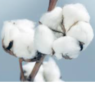 Cotton lints Exporters, Wholesaler & Manufacturer | Globaltradeplaza.com