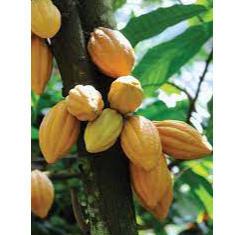 Cocoa Exporters, Wholesaler & Manufacturer | Globaltradeplaza.com
