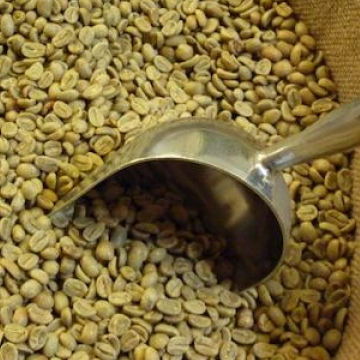 ARABICA AND ROBUSTA COFFEE BEANS, GREEN COFFEE BEANS Exporters, Wholesaler & Manufacturer | Globaltradeplaza.com