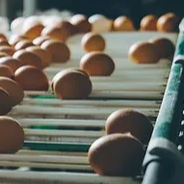Hatching Chicken Eggs Ross 308 Exporters, Wholesaler & Manufacturer | Globaltradeplaza.com