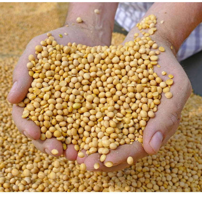 Soy beans Exporters, Wholesaler & Manufacturer | Globaltradeplaza.com