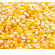 Maize/Corn Exporters, Wholesaler & Manufacturer | Globaltradeplaza.com
