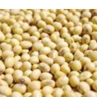 Soya beans Exporters, Wholesaler & Manufacturer | Globaltradeplaza.com