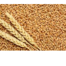 resources of Wheat exporters