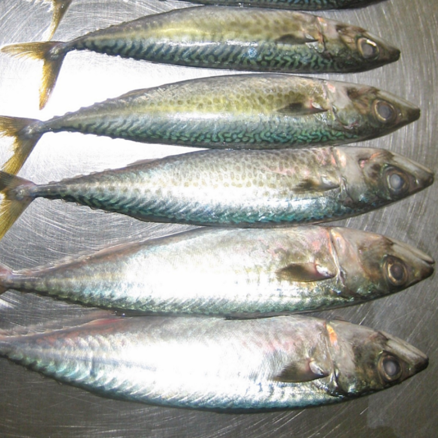 Atlantic mackerel Exporters, Wholesaler & Manufacturer | Globaltradeplaza.com