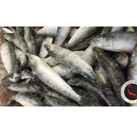 Iqf sardine Exporters, Wholesaler & Manufacturer | Globaltradeplaza.com