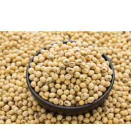 Soybeans(GMO, NON- GMO) Exporters, Wholesaler & Manufacturer | Globaltradeplaza.com