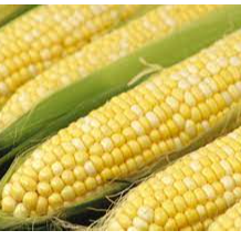 Corn (GMO, NON- GMO) Exporters, Wholesaler & Manufacturer | Globaltradeplaza.com