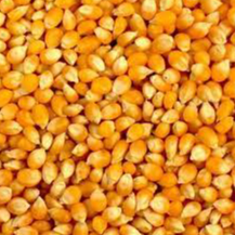 Whole Grain Dried Yellow Corn Exporters, Wholesaler & Manufacturer | Globaltradeplaza.com
