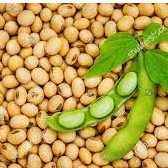 Soy - Both GMO and non-GMO Exporters, Wholesaler & Manufacturer | Globaltradeplaza.com