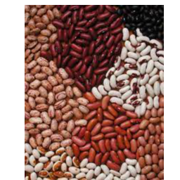 Kidney beans Exporters, Wholesaler & Manufacturer | Globaltradeplaza.com