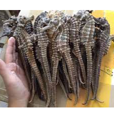 Dried Seahorse / Dried Sea Dragon Exporters, Wholesaler & Manufacturer | Globaltradeplaza.com