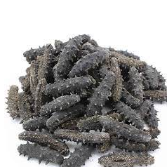 Dried And Frozen Sea Cucumber Exporters, Wholesaler & Manufacturer | Globaltradeplaza.com