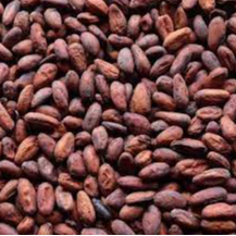Cocoa Beans (Cacao) Exporters, Wholesaler & Manufacturer | Globaltradeplaza.com