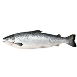 resources of Atlantic Salmon(Fresh Whole Salmon, Fillets of Atlantic Salmon) exporters