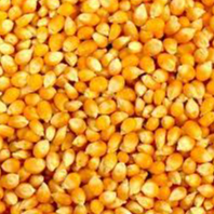 Yellow Corn Seeds Exporters, Wholesaler & Manufacturer | Globaltradeplaza.com