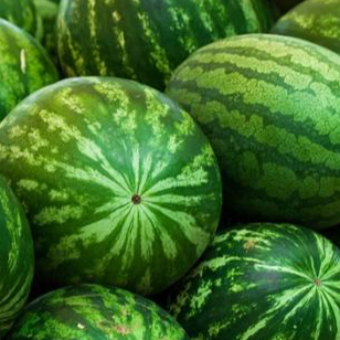 Fresh Watermelon Exporters, Wholesaler & Manufacturer | Globaltradeplaza.com