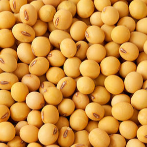 Quality NON -GMO and GMO Soybean Exporters, Wholesaler & Manufacturer | Globaltradeplaza.com