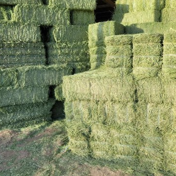 Alfalfa Hay Exporters, Wholesaler & Manufacturer | Globaltradeplaza.com