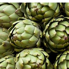 artichoke Exporters, Wholesaler & Manufacturer | Globaltradeplaza.com