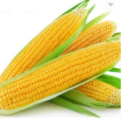 resources of Dried white corn and yellow corn exporters