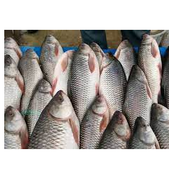 Buy & Import CATLA/ROHU FISH Wholesale - Sold by SREE VISHNI GLOBAL