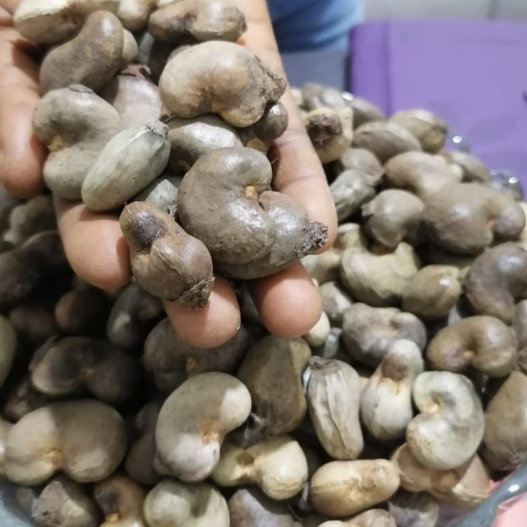 resources of Noix de Cajou/ Cashew Nuts exporters