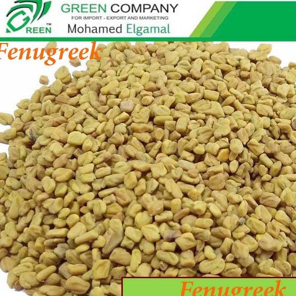resources of Egyptian Fenugreek Seeds exporters