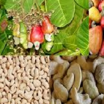 Cashew nust Exporters, Wholesaler & Manufacturer | Globaltradeplaza.com