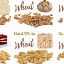 wheat (all classes) Exporters, Wholesaler & Manufacturer | Globaltradeplaza.com