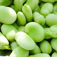 great northern beans Exporters, Wholesaler & Manufacturer | Globaltradeplaza.com
