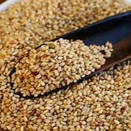 sesame seed Exporters, Wholesaler & Manufacturer | Globaltradeplaza.com