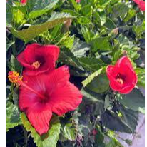 MIDLAND HIBISCUS BLEND Exporters, Wholesaler & Manufacturer | Globaltradeplaza.com