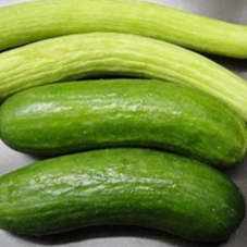 cucumbers. Exporters, Wholesaler & Manufacturer | Globaltradeplaza.com