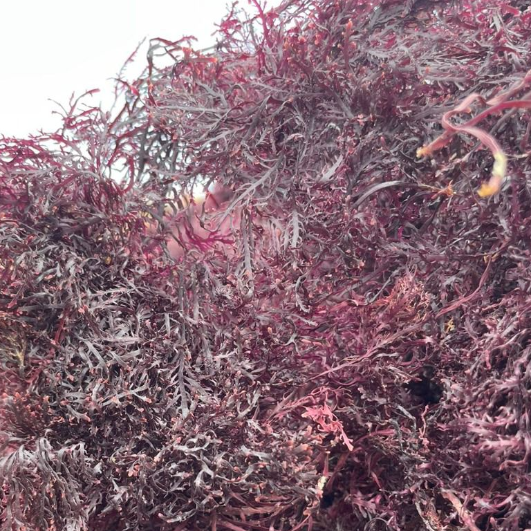 Dry gelidium seaweed Exporters, Wholesaler & Manufacturer | Globaltradeplaza.com