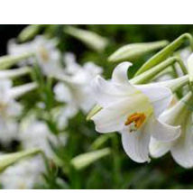 Lilies Exporters, Wholesaler & Manufacturer | Globaltradeplaza.com