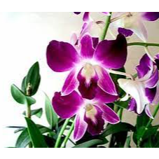 Orchids Exporters, Wholesaler & Manufacturer | Globaltradeplaza.com