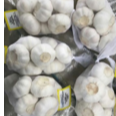 Pure White Garlic (Bawang Putih) Exporters, Wholesaler & Manufacturer | Globaltradeplaza.com