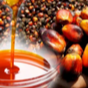 RBD Palm Oil (CP8,CP10) Exporters, Wholesaler & Manufacturer | Globaltradeplaza.com